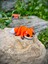 Tilki Oyuncak - Ormanın Kurnaz ve Sevimli Kaşifi! 🦊🍂✨ 3D Hareketli Organik Model - Orta Boy 8