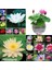 5 Adet Tohum Nadir Karışık Hint Lotus Çiçeği Tohumu Orjinal Taze Hasat Lotus Su Çiçeği Nilüfer 1