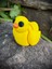 Ördek Oyuncak- Bebek Ördek Gölün Sevimli Kaşifi 🦆🌊 3D Hareketli Organik Model - Orta Boy 4
