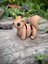 Sincap Oyuncak - Ormanın Enerjik Cıvıl Cıvıl Kaşifi 🌰🐿️3d Hareketli Organik Model- Orta Boy 1