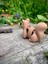 Sincap Oyuncak - Ormanın Enerjik Cıvıl Cıvıl Kaşifi 🌰🐿️3d Hareketli Organik Model- Orta Boy 4