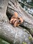 Sincap Oyuncak - Ormanın Enerjik Cıvıl Cıvıl Kaşifi 🌰🐿️3d Hareketli Organik Model- Orta Boy 5