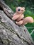 Sincap Oyuncak - Ormanın Enerjik Cıvıl Cıvıl Kaşifi 🌰🐿️3d Hareketli Organik Model- Orta Boy 7