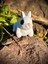 Tavşan Oyuncak - Zıplamanın Keyfi! Zıp Zıp 🐇🌿✨3d Hareketli Organik Model-Orta Boy 10