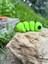 Tırtıl Oyuncak - Doğanın Sabırlı ve Büyüleyici Yolcusu! 🐛🍃✨ 3D Hareketli Organik Model - Orta Boy 2