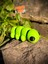 Tırtıl Oyuncak - Doğanın Sabırlı ve Büyüleyici Yolcusu! 🐛🍃✨ 3D Hareketli Organik Model - Orta Boy 5