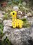 Zürafa Oyuncak - Savananın En Uzun Boylu Mucizesi!🦒🌿✨3d Hareketli Organik Model - Orta Boy 6