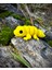 Oyuncak Leopar Kertenkelesi – Çölün Altın Deseni! 🌵🌞🦎🌟3d Hareketli Organik Model - Orta Boy 2