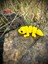 Oyuncak Leopar Kertenkelesi – Çölün Altın Deseni! 🌵🌞🦎🌟3d Hareketli Organik Model - Orta Boy 7