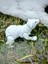 Kutup Ayısı – Buzulların Beyaz Muhafızı!🐻‍❄️❄️3d Hareketli Organik Oyuncak - Büyük Boy Vıp Versiyon 4
