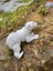 Kutup Ayısı – Buzulların Beyaz Muhafızı!🐻‍❄️❄️3d Hareketli Organik Oyuncak - Büyük Boy Vıp Versiyon 9