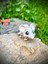 Fare Oyuncak - Hayal Gücünün Minik ve Cesur Yolcusu! 🐭🌟🧀3d Hareketli Organik Vip Model - Orta Boy 5