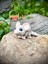Fare Oyuncak - Hayal Gücünün Minik ve Cesur Yolcusu! 🐭🌟🧀3d Hareketli Organik Vip Model - Orta Boy 9