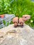 Kapibara Oyuncak - Egzotik Ormanların Sakin Dostu! 🦦🐾🌿3d Hareketli Organik Vip Model Orta Boy 2