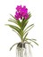 Vanda Tayanee 'cerise' (Vanda Orkide) 1