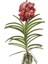 Vanda Sunanda 'Leopard Coral' (Vanda Orkide) 1