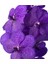 Vanda Tayanee 'blue' (Vanda Orkide) 2