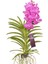 Vanda Nitaya 'rosy' (Vanda Orkide) 1