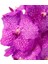 Vanda Nitaya 'rosy' (Vanda Orkide) 2