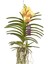 Vanda Sunanda 'yellow Henna' (Vanda Orkide) 1