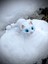 Kedi Oyuncak -Zarafetin Hareketi Mavi Gözlü Beyaz Kedi! 🐈💙3d Hareketli Organik Vip Model- Orta Boy 2