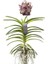 Vanda Sunanda 'Chocolate Brown' (Vanda Orkide) 1