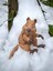 Quokka - Kısa Kuyruklu Kanguru Oyuncak Rottnest Adası'nın Cesur Gönüllüsü🦘🌿3d Hareketli Organik Vip Model - Büyük Boy 1