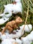 Quokka - Kısa Kuyruklu Kanguru Oyuncak Rottnest Adası'nın Cesur Gönüllüsü🦘🌿3d Hareketli Organik Vip Model - Büyük Boy 2