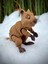 Quokka - Kısa Kuyruklu Kanguru Oyuncak Rottnest Adası'nın Cesur Gönüllüsü🦘🌿3d Hareketli Organik Vip Model - Büyük Boy 3