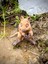 Quokka - Kısa Kuyruklu Kanguru Oyuncak Rottnest Adası'nın Cesur Gönüllüsü🦘🌿3d Hareketli Organik Vip Model - Büyük Boy 5