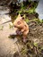 Quokka - Kısa Kuyruklu Kanguru Oyuncak Rottnest Adası'nın Cesur Gönüllüsü🦘🌿3d Hareketli Organik Vip Model - Büyük Boy 6