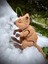 Quokka - Kısa Kuyruklu Kanguru Oyuncak Rottnest Adası'nın Cesur Gönüllüsü🦘🌿3d Hareketli Organik Vip Model - Büyük Boy 7