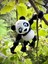 Panda Oyuncak Figür – Sarılmalık Şefkatin Devasa Hâli! 3d Hareketli Organik Vip Model- Büyük Boy 1