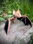 Yarasa Figür Oyuncak "gecenin Kanatlı Koruyucusu: Yarasa"🦇🌙 3D Hareketli Organik Vip Model - Büyük Boy 4