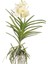Vanda Tayanee 'White' (Vanda Orkide) 1
