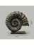 Deco Deniz Kabuğu Dekor - Gold / Siyah - 30 cm 5