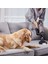 TY9B74WO X-Force Flex 14.80 Animal Care 240 Air Watt Kablosuz Şarjlı Dikey Süpürge 3