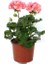 Thebestonline Canlı Saksılı Sardunya Çiçeği Fidanı Pembe 10-20 cm 1