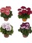 Thebestonline Canlı Saksılı Sardunya Çiçeği Fidanı Pembe 10-20 cm 2
