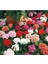Thebestonline Canlı Saksılı Sardunya Çiçeği Fidanı Pembe 10-20 cm 3
