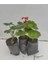 Thebestonline Canlı Saksılı Sardunya Çiçeği Fidanı Pembe 10-20 cm 4