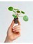 Thebestonline Mini Saksıda Pilea Peperomioides (Çin Para Ağacı) 1