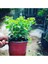 Thebestonline Turuncu Kasımpatı Krizantem Hüzün Çiçeği 5-10 cm Chrysanthemum 4