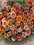 Thebestonline Karışık Renk 10 Adet Gazanya Koyun Gözü Çiçeği Fidanı 20-40CM Saksılı (Gazania) 5
