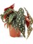 Thebestonline Begonia Maculata / Çilli Begonya 1
