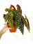 Thebestonline Begonia Maculata / Çilli Begonya 2