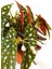 Thebestonline Begonia Maculata / Çilli Begonya 3