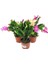 Thebestonline Schlumbergera - Yılbaşı Çiçeği 3 Adet 1