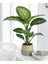 Thebestonline Dieffenbachia - Difenbahya Tropic Snow 40-50 cm Boyunda Üretim Saksısında 1