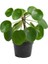 Thebestonline Şans Çiçeği Pilea Peperomioides - Çin Para Ağacı 1